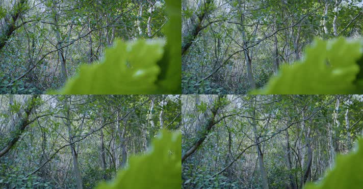 原始森林自然植被唯美阳光树木生长环境