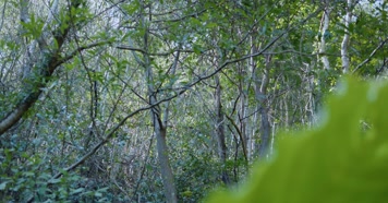 原始森林自然植被唯美阳光树木生长环境 原始森林自然植被唯美阳光树木生长环境