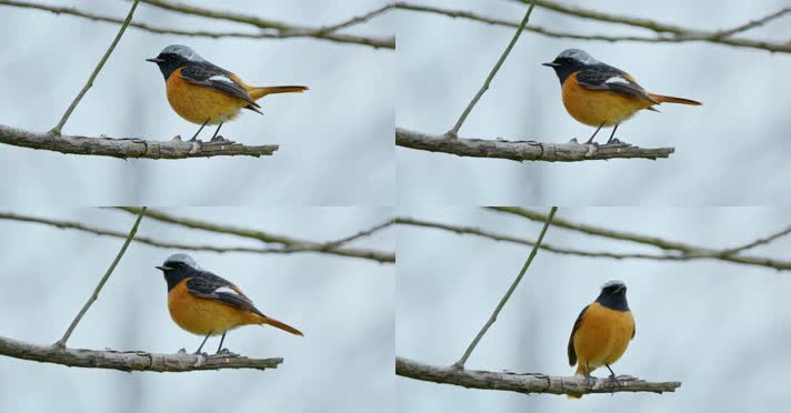 春天春分惊蛰鸟素材小鸟鸟飞立春集合