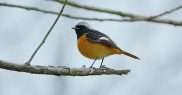 春天春分惊蛰鸟素材小鸟鸟飞立春集合