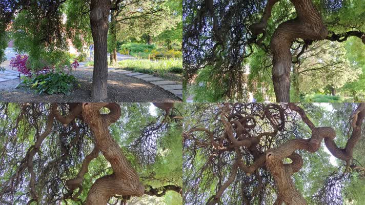 0090盘根错节的巨大龙爪柳树树枝树干自