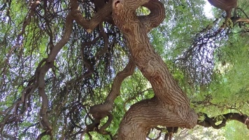0090盘根错节的巨大龙爪柳树树枝树干自