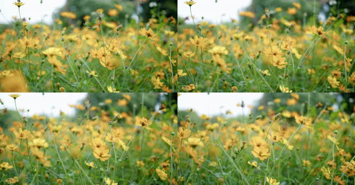 立春唯美春天花开蜜蜂采蜜风景自然片头