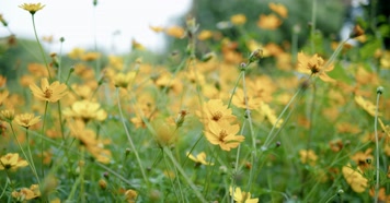 立春唯美春天花开蜜蜂采蜜风景自然片头