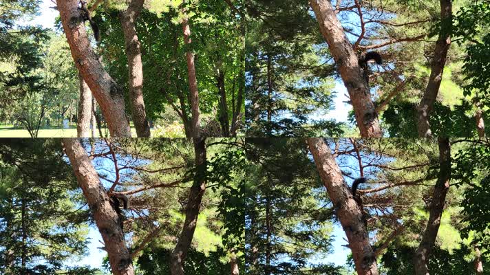 0086松鼠爬树松树吃松子大自然小动物植