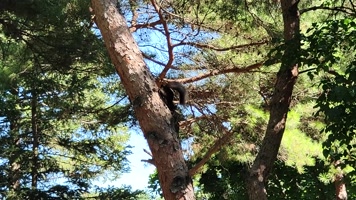 0086松鼠爬树松树吃松子大自然小动物植