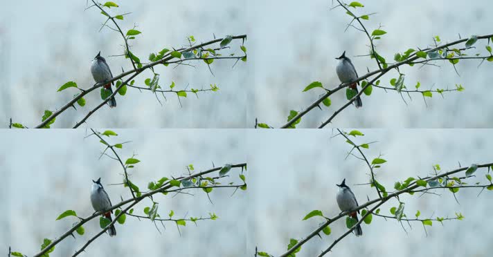 春天春分惊蛰鸟素材小鸟鸟叫立春集合