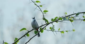 春天春分惊蛰鸟素材小鸟鸟叫立春集合