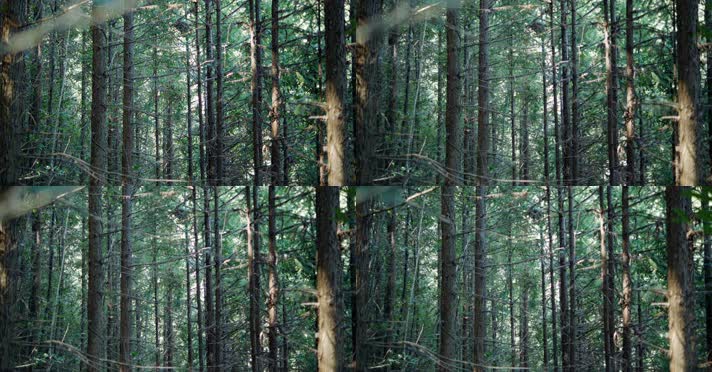 原始森林自然植被唯美阳光树木生长环境