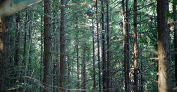 原始森林自然植被唯美阳光树木生长环境 原始森林自然植被唯美阳光树木生长环境