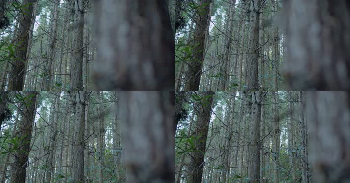 原始森林自然植被唯美阳光树木生长环境