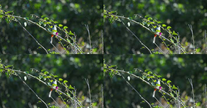 春天春分惊蛰鸟素材小鸟鸟叫立春集合