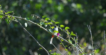 春天春分惊蛰鸟素材小鸟鸟叫立春集合