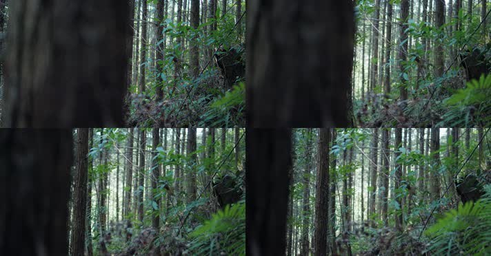 原始森林自然植被唯美阳光树木生长环境