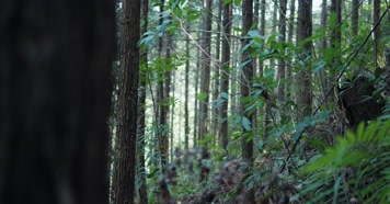 原始森林自然植被唯美阳光树木生长环境 原始森林自然植被唯美阳光树木生长环境