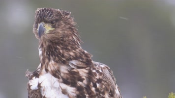 雄鹰金雕特写慢镜头