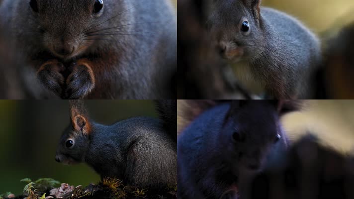 松鼠森林觅食吃坚果特写合集