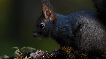 松鼠森林觅食吃坚果特写合集