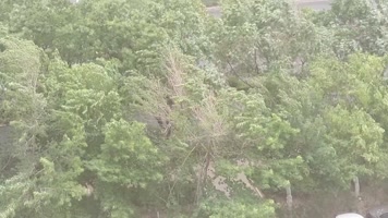 沙尘暴大风雾霾大树晃动