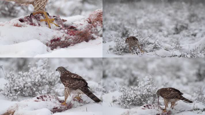 冬季雪地鹰隼捕食进食