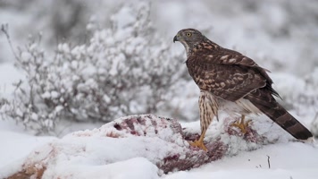 冬季雪地鹰隼捕食进食