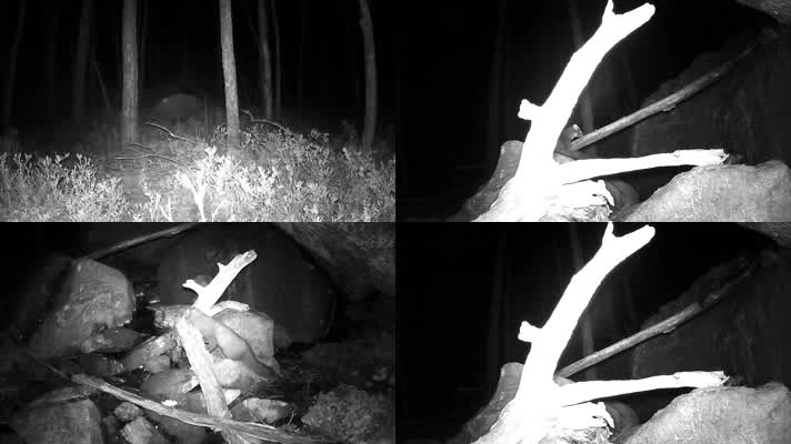 夜晚森林动物监视器