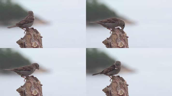 麻雀小鸟枝头觅食进食
