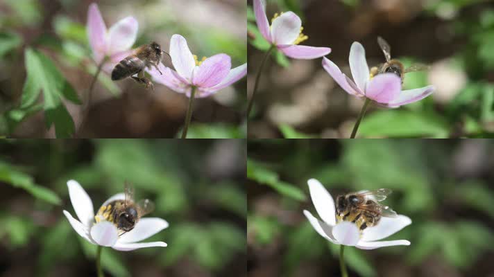 熊蜂蜜蜂花朵采蜜特写慢镜头