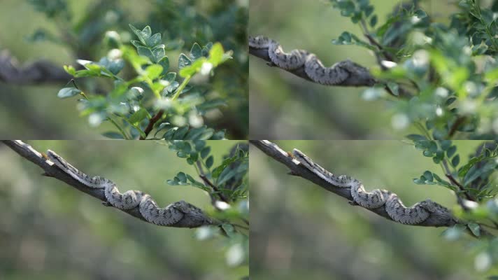 h蝮蛇藏于树枝中