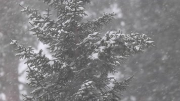 冬季森林雪花唯美慢镜头