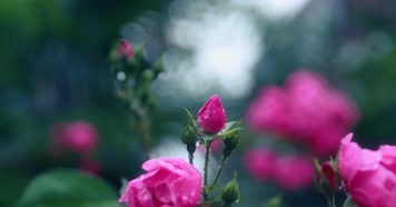 4K唯美娇艳雨中玫瑰花月季花盛开 4K唯美娇艳雨中玫瑰花月季花盛开