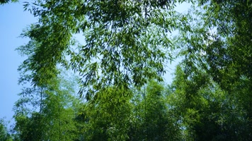 4K唯美江南风景山川高山流水竹林竹道竹子