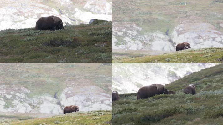 荒野草原野生牦牛觅食