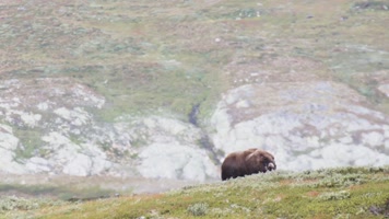 荒野草原野生牦牛觅食