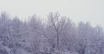 冬季森林大雪漫天雪花飘落