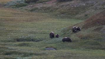 荒野草原野生牦牛觅食