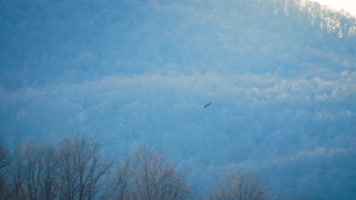 雄鹰森林天空飞翔翱翔