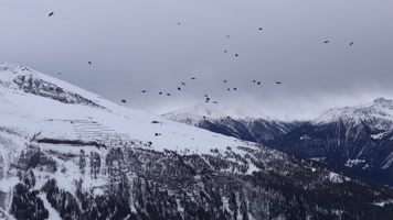 黑色鸟群高原雪山飞行盘旋