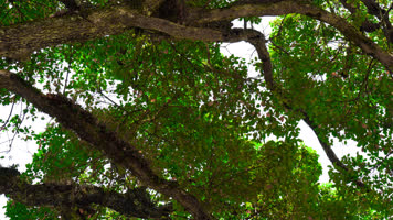 4K参天大树绿色树叶大自然 4K参天大树绿色树叶大自然