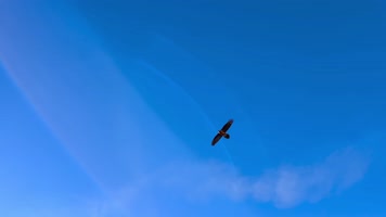 高原雪山老鹰天空飞翔盘旋 高原雪山老鹰天空飞翔盘旋