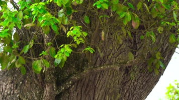 4K参天大树古树大自然 4K参天大树古树大自然