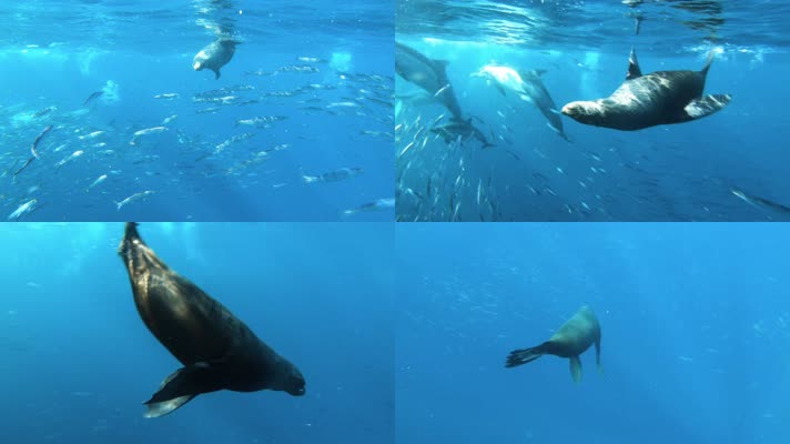 海底世界海豹鱼群实拍