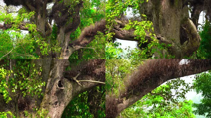 4K参天大树古树