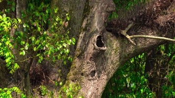 4K参天大树古树 4K参天大树古树