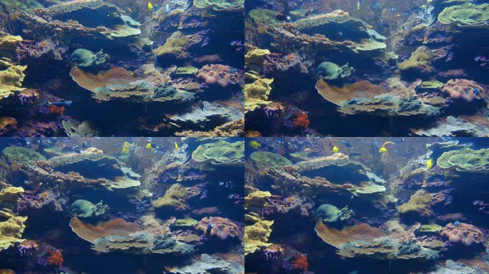 海底世界礁石鱼群拍摄
