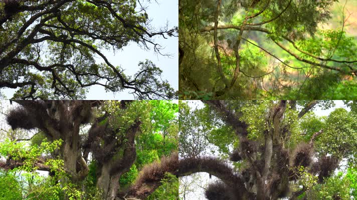 4K大树古树原始森林