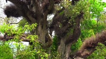 4K大树古树原始森林 4K大树古树原始森林