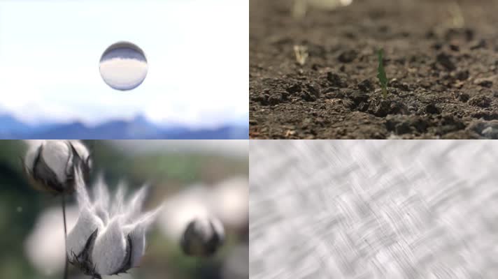 生命之水棉花种子发芽植物生长纺织品视频素