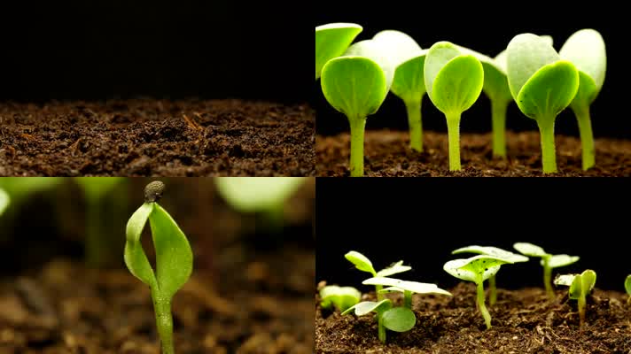 种子发芽植物生长绿色生命破土而出新生延时