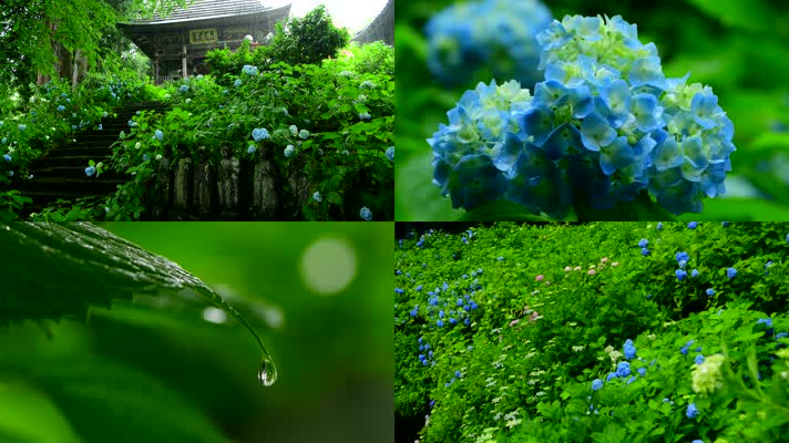 4K唯美下雨天花绿树蓝色花朵特写